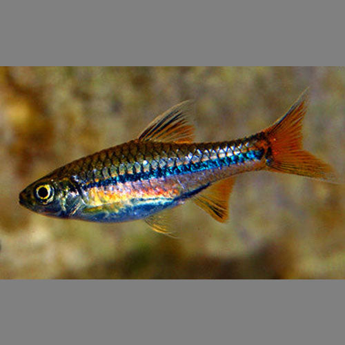 Brilliant Rasbora