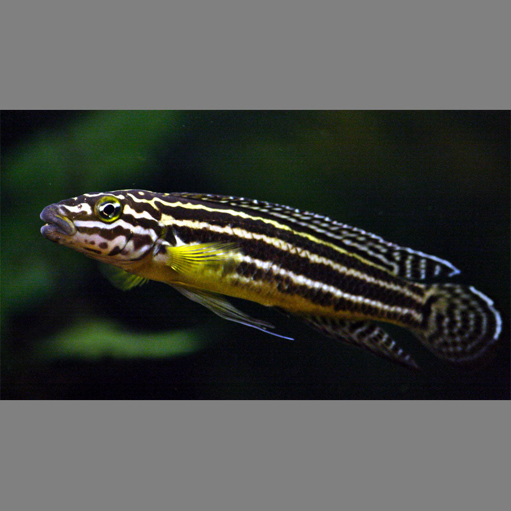 Marlier's Julie Cichlid