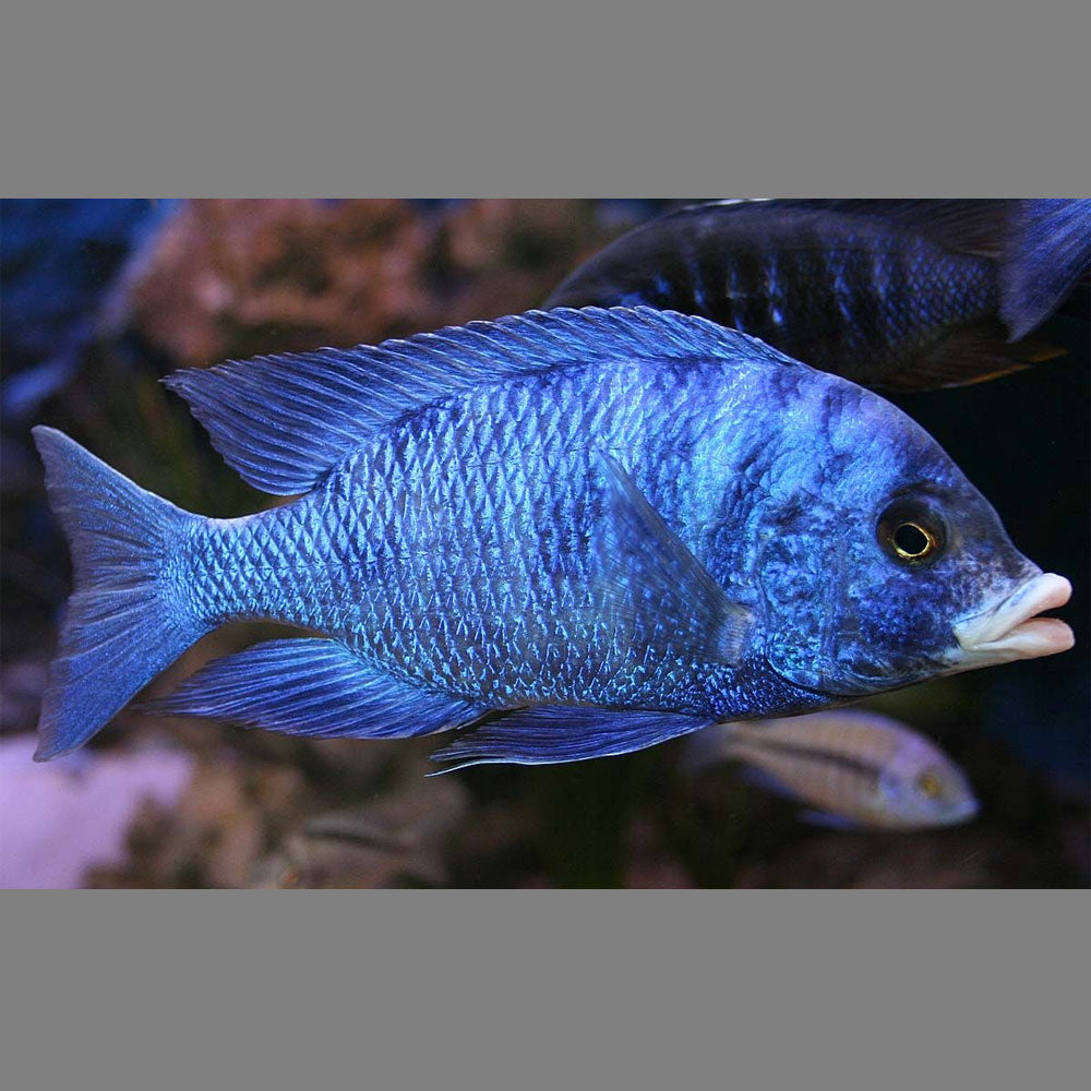 Mdoka White Lip Cichlid