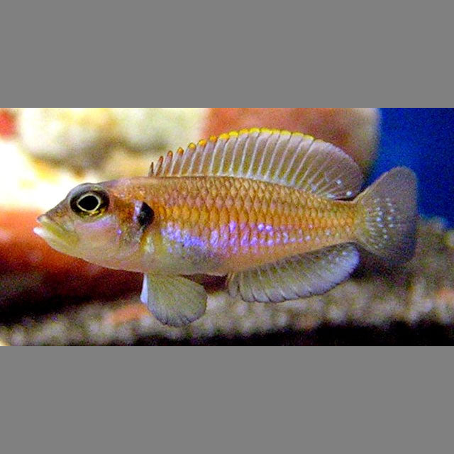 Ocellated Shell-dweller