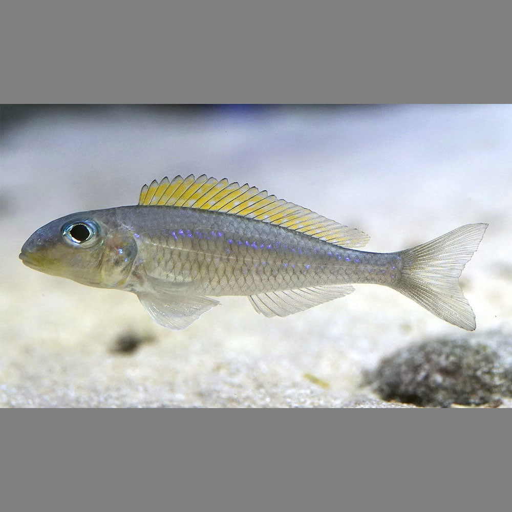 Yellow Sand Cichlid
