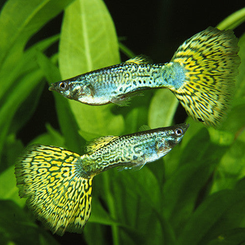 Green Cobra Guppy (Pair)