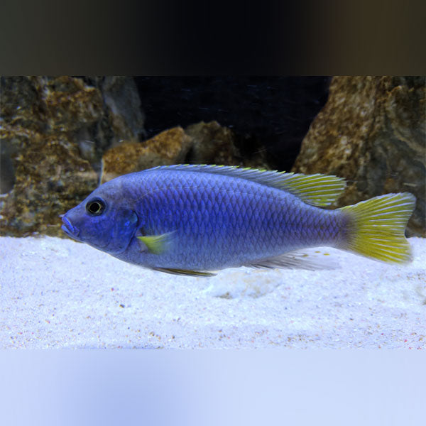Acei Cichlid