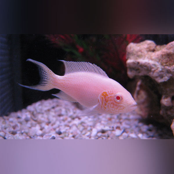 Albino Brichardi Cichlid