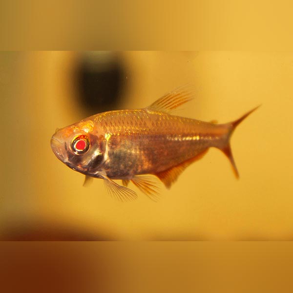 Albino Buenos Aires Tetra