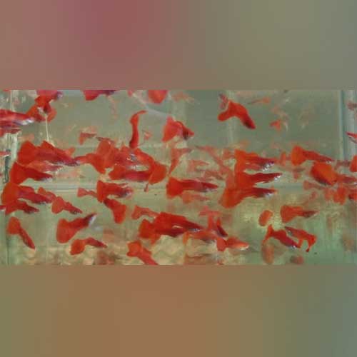 Albino Red Fire Guppy (Pair)