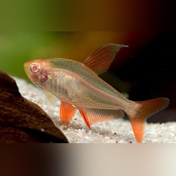 Albino Red Phantom Tetra