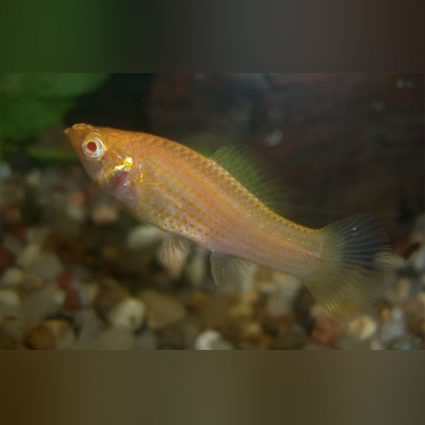Albino Sailfin Molly (Pair)