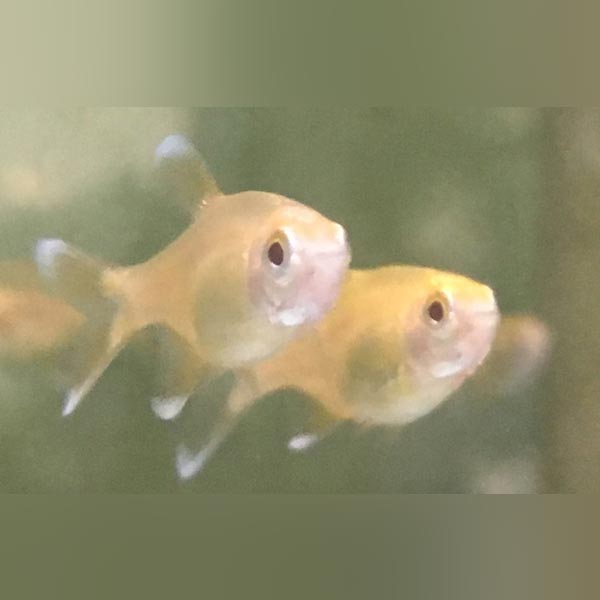 Albino Silvertip Tetra