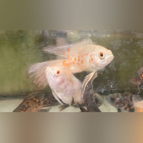 Albino Tiger Oscar Long Fin