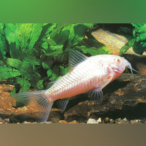 Albino Aeneus Cory