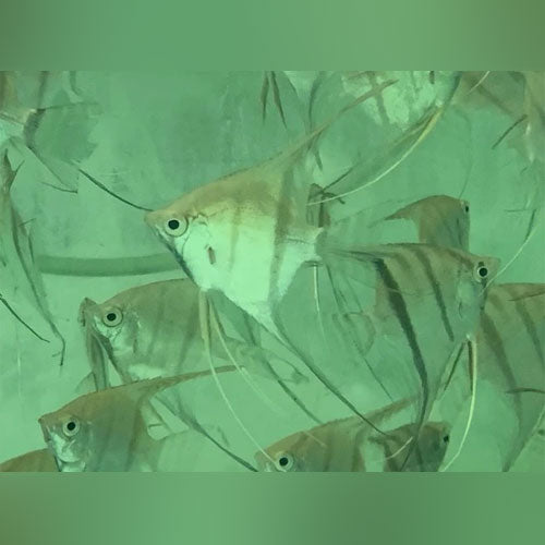 Altum Angelfish Hybrid
