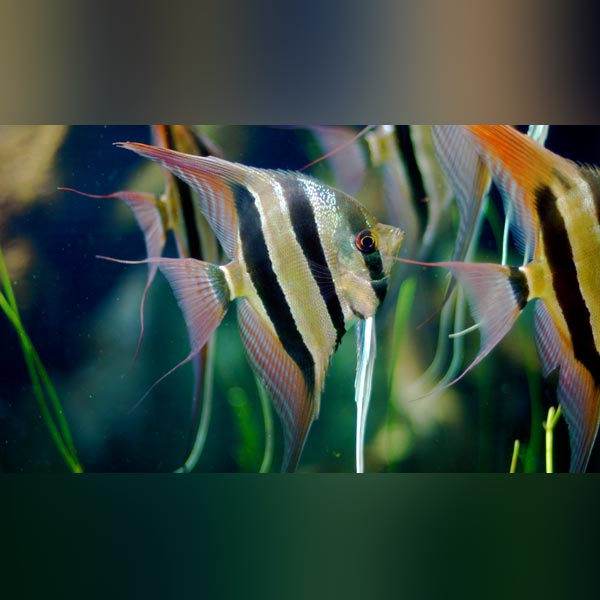 Altum Angelfish
