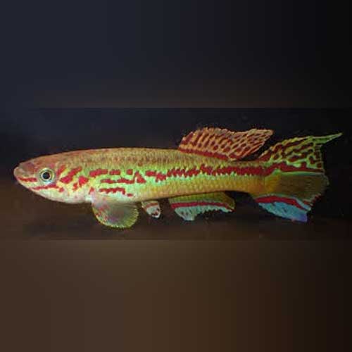 Amiet's Lyretail Killi (Pair)