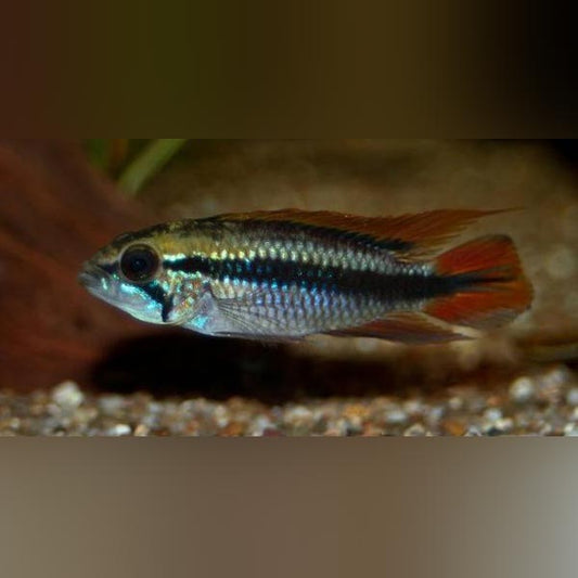 Apistogramma Agassizi Dwarf Blue Peruvian