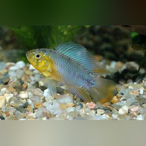 Apistogramma Borellii Dwarf Cichlid