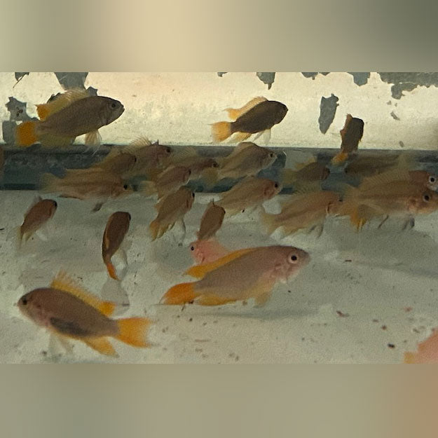 Apistogramma Cacatuoides Orange Flash