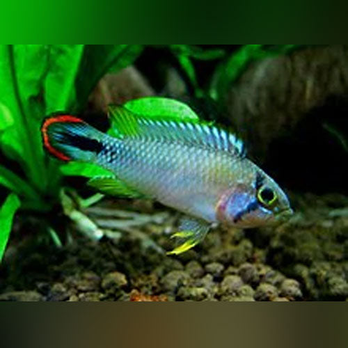 Apistogramma Pandurini