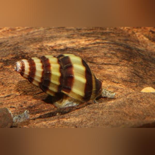 Assassin Snail