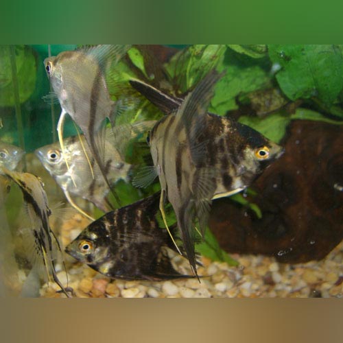 Assorted Angelfish