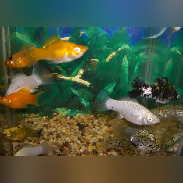 Assorted Sailfin Molly