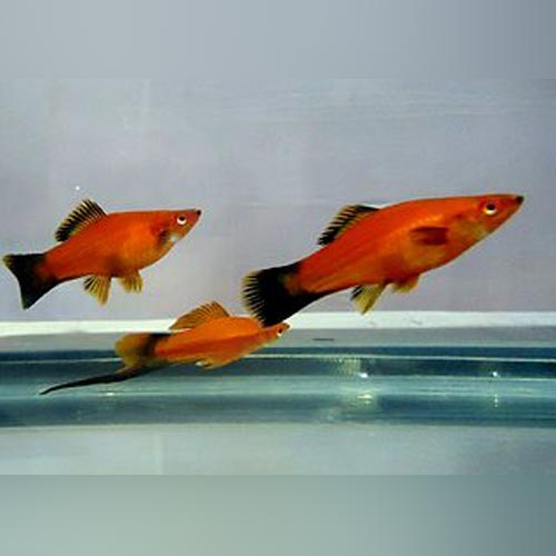 Assorted Swordtails