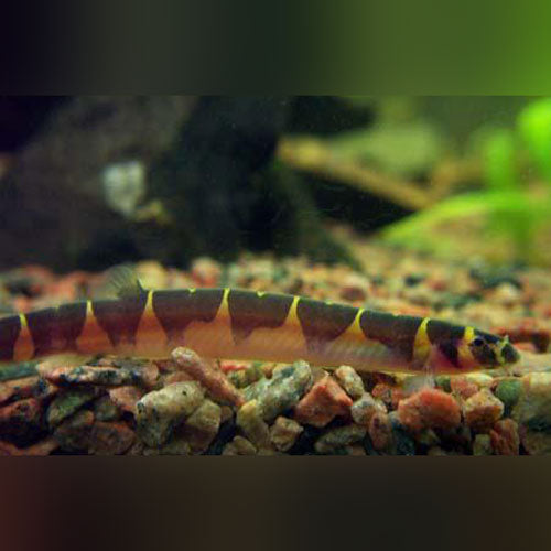 Super Khuli Loach