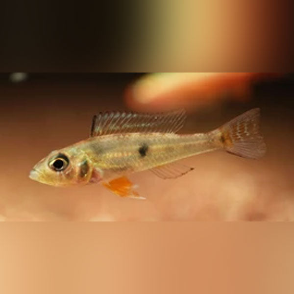 Biotecus Fairy Cichlid