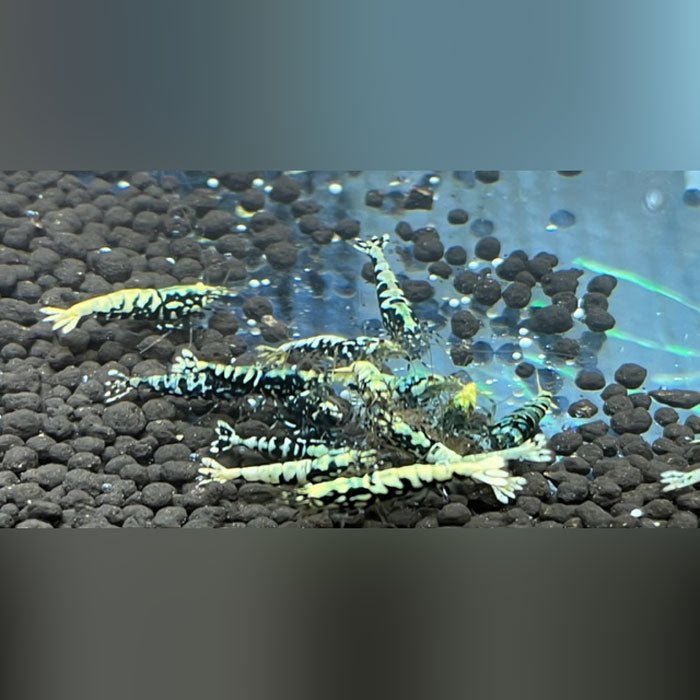 Black Galaxy Shrimp - Grade A-S