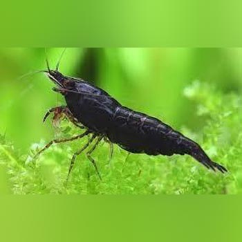 Black Knight Shrimp