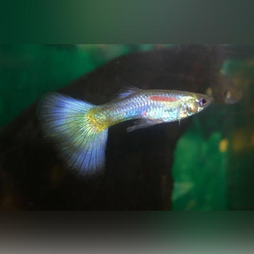 Blue Delta Guppy (Pair)