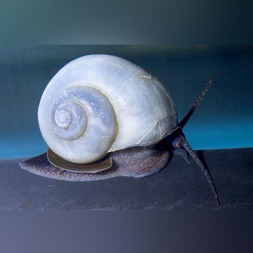 Assorted Mystery Snails