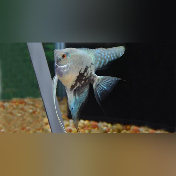 Blue Pinoy Angelfish