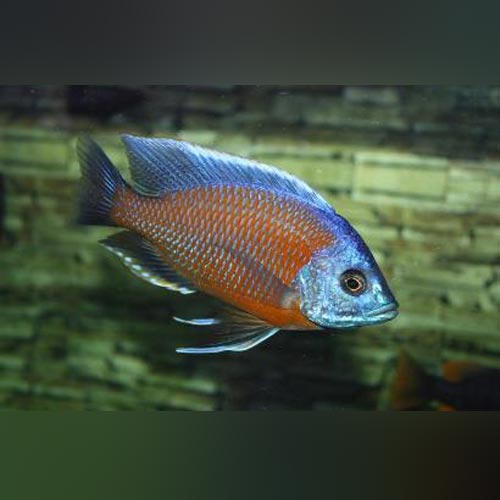 Borleyi Kadango Cichlid