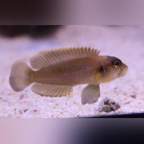 Brevis Shell Dweller