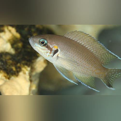 Brichardi Cichlid