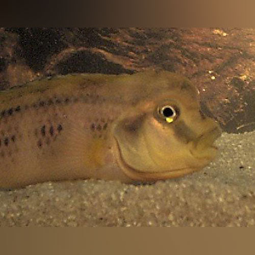 Buffalo Head Cichlid