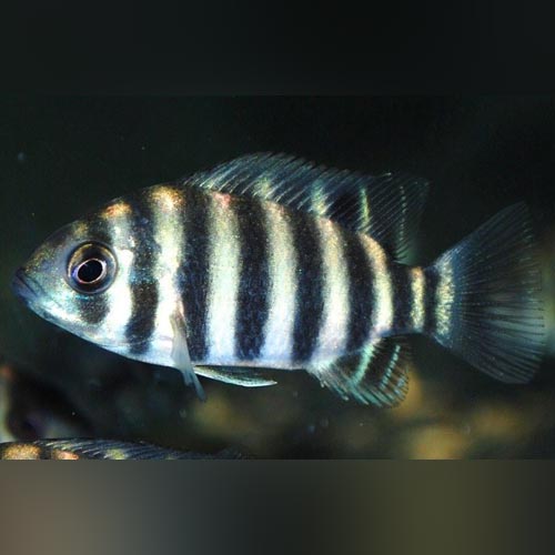 Buttikoferi Cichlid (Medium)