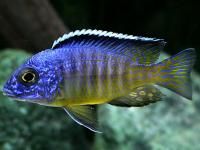 Midnight Peacock Cichlid