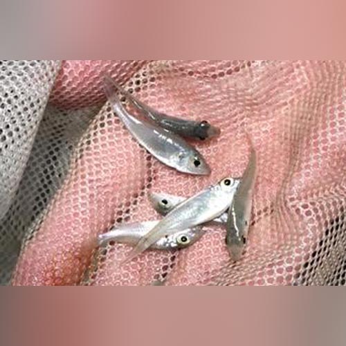 Raspberry Head Callochromis