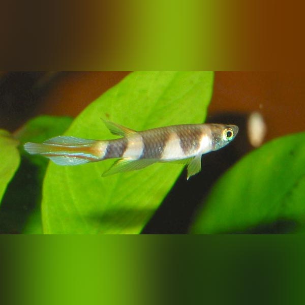 Clown Killifish (Pair)