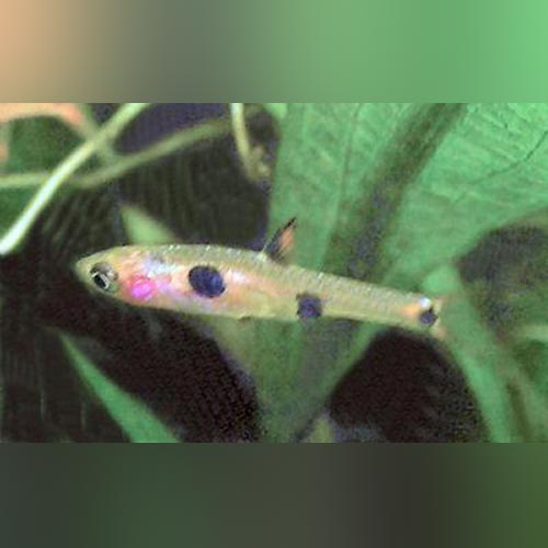 Clown Spot Dwarf Rasbora