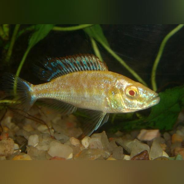 Compressiceps Cichlid Albino