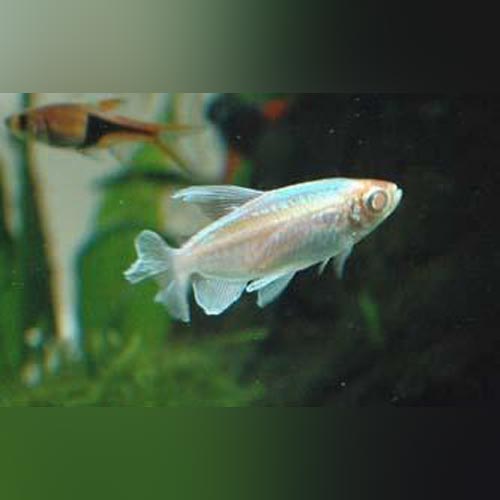 Albino Congo Tetra