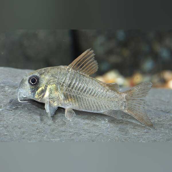 Cory Concolor Venezuela