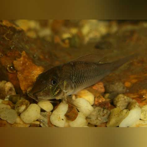 Cory Septentrionalis