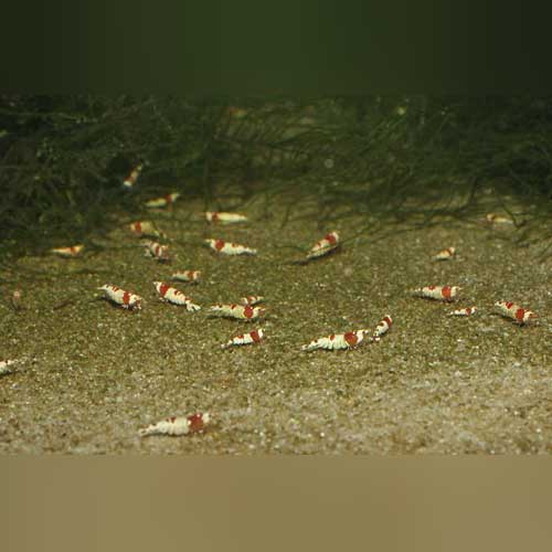 Crystal Red Shrimp - Grade SS