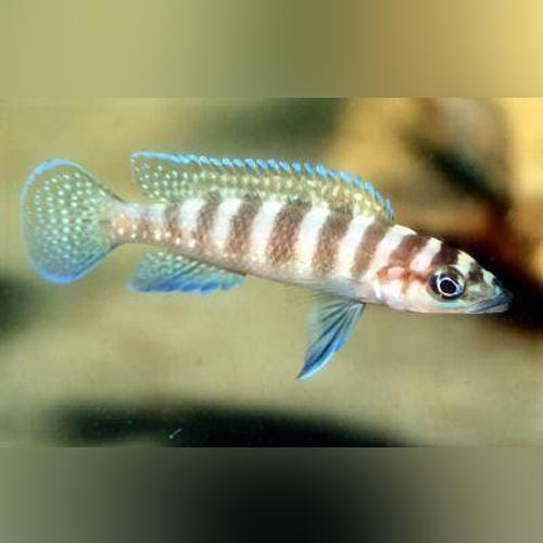 Neolamprologus cylindricus