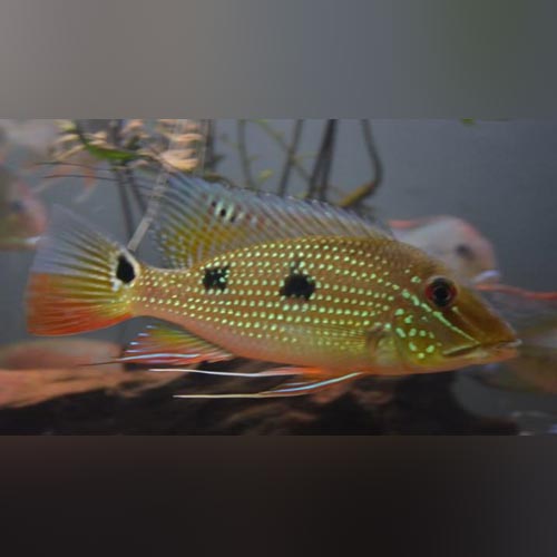 Daemon Cichlid