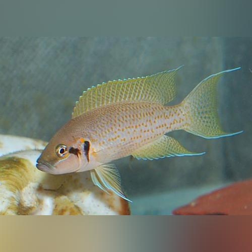 Daffodil Cichlid
